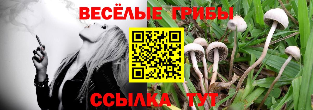Курск  Галлюциногенные грибы Cubensis  Вход с VPN 